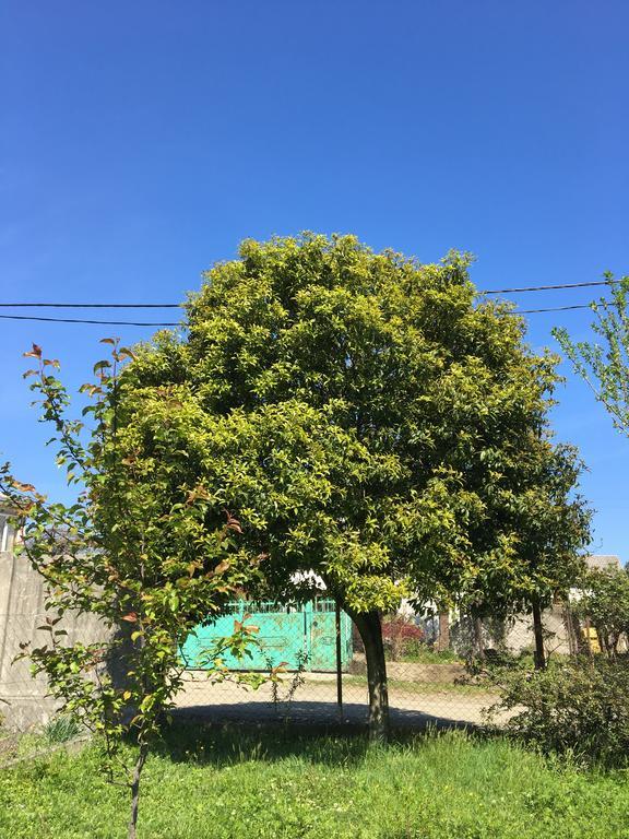 Homestay In Batumi Дом В Чакви Exterior foto
